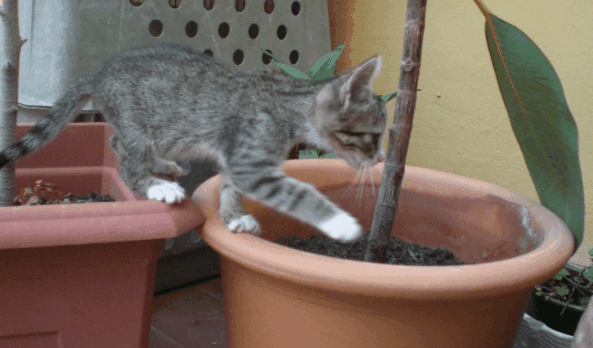 gato gato