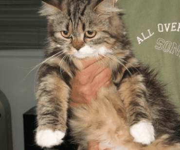 Cómo se debe cuidar a un gato Cómo se debe cuidar a un gato