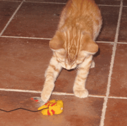 Cómo se debe cuidar a un gato Cómo se debe cuidar a un gato