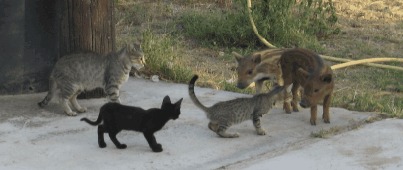 Cómo se debe cuidar a un gato Cómo se debe cuidar a un gato