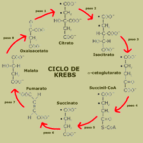 ciclo de Krebs