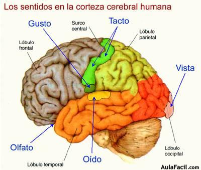sentidos en la corteza cerebral