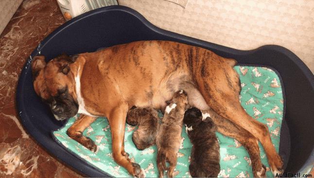 cachorros amamantados por su madre