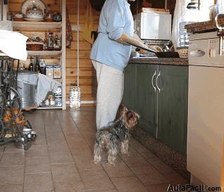 Cachorro en la cocina