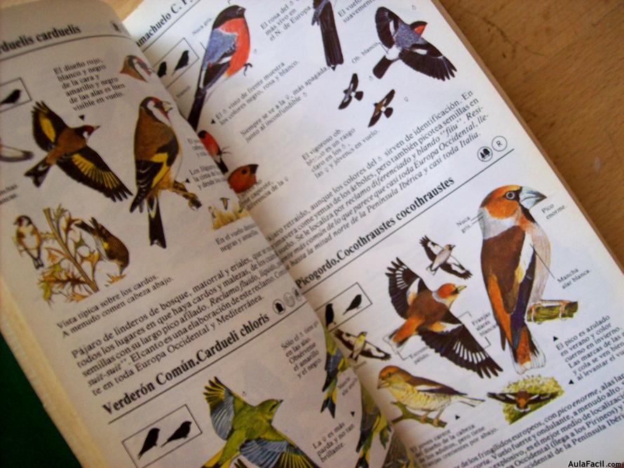 libro de pájaros
