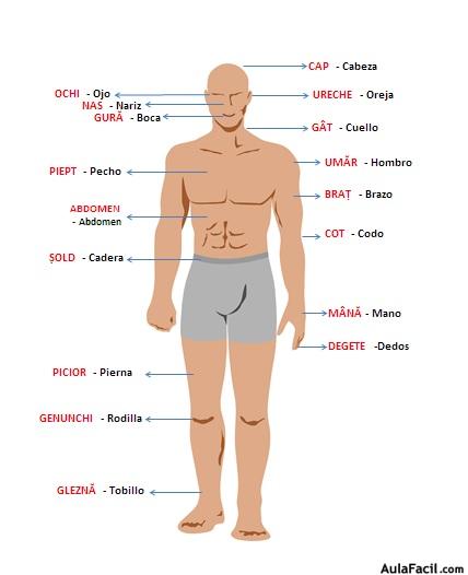 Corpul uman - Cuerpo Humano