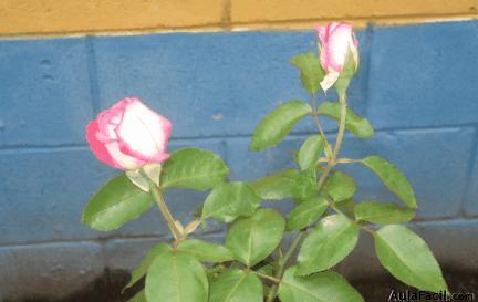 floración del rosal