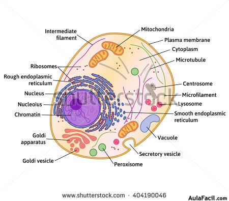 stock vector cell structure cross section of the cell detailed anatomy with description 404190046