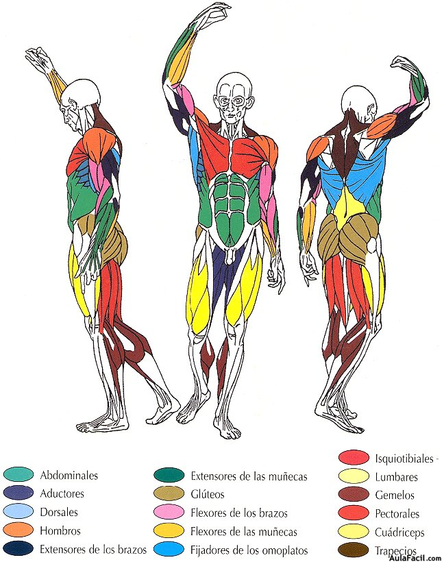 Imagen de anatomía muscular