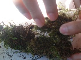 Mantén presionando con tu mano todo el musgo que has adherido a la