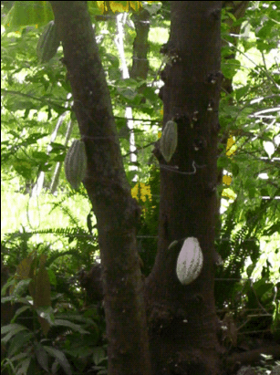 Árbol de Cacao