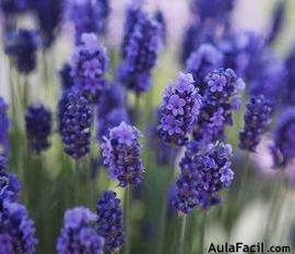 lavanda