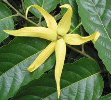 YLANG YLANG