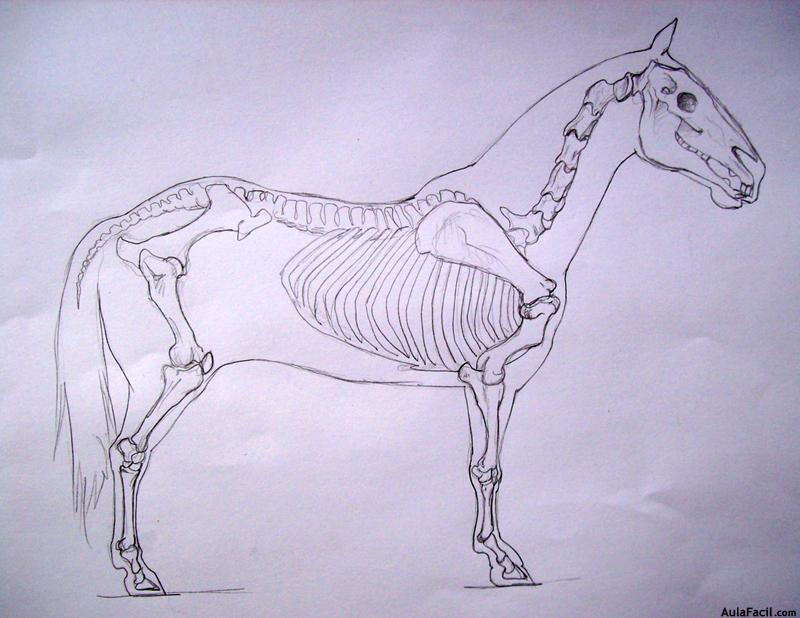 Dibujar caballos9