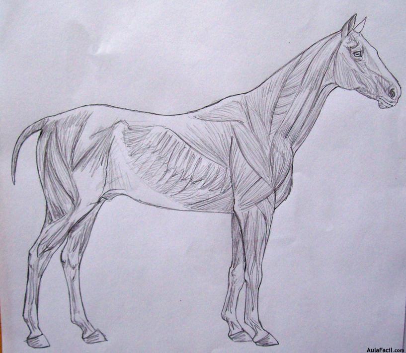 Dibujar caballos15