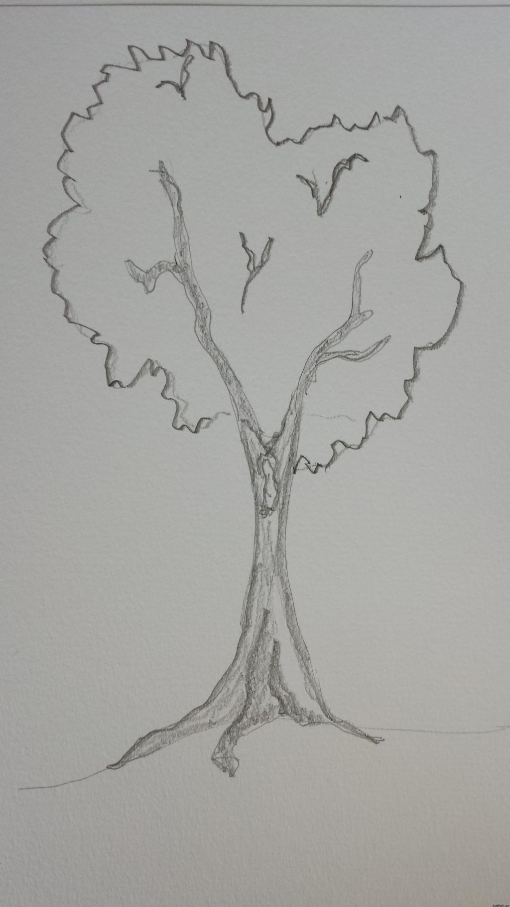 árbol 5