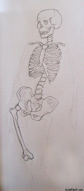 Dibujo Anatomía