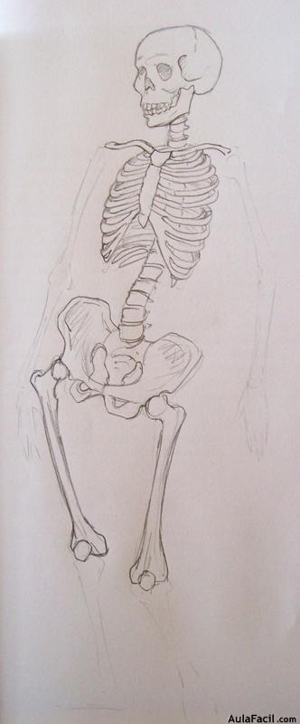 Dibujo Anatomía