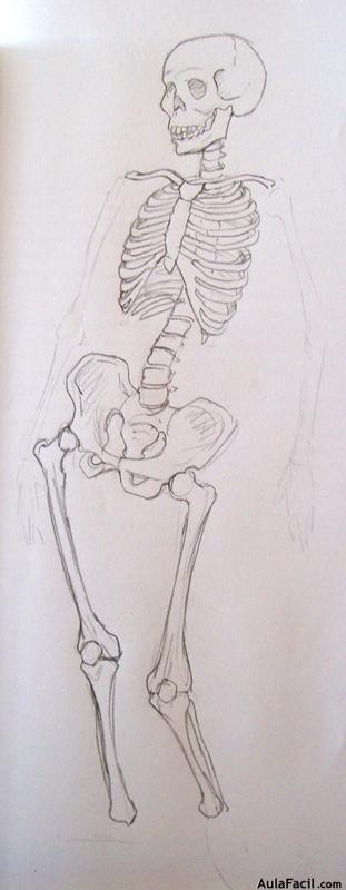 Dibujo Anatomía