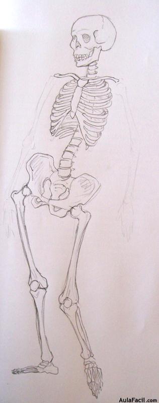 Dibujo Anatomía