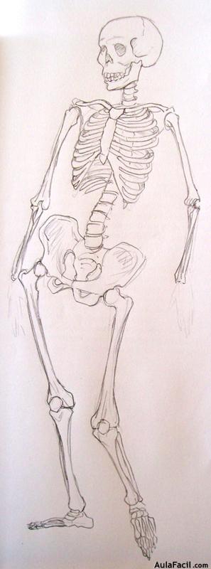 Dibujo Anatomía