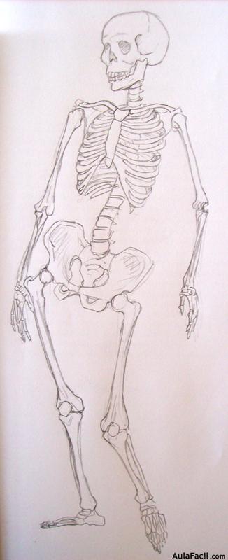 Dibujo Anatomía