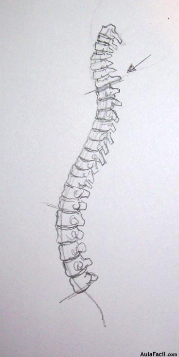 Dibujo Anatomía