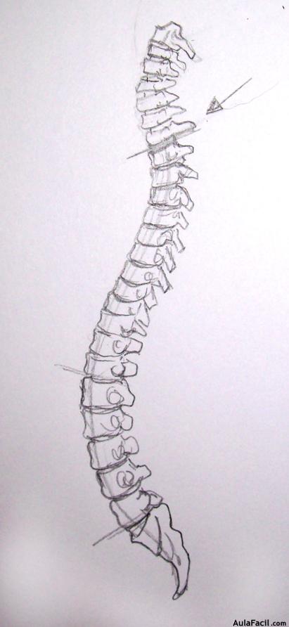 Dibujo Anatomía