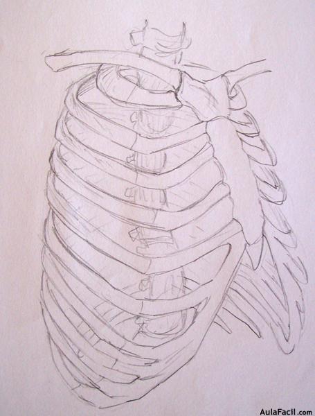 Dibujo Anatomía