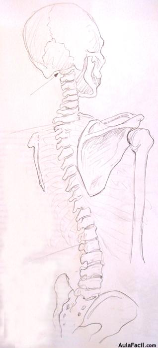 Dibujo Anatomía