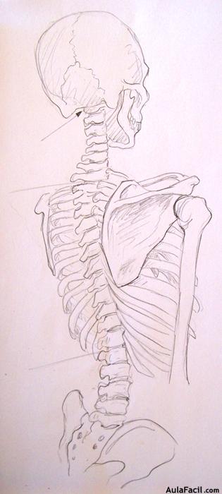 Dibujo Anatomía