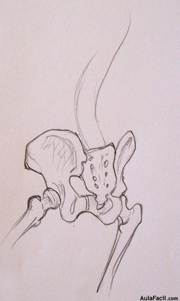 Dibujo Anatomía