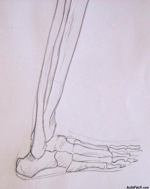 Dibujo Anatomía