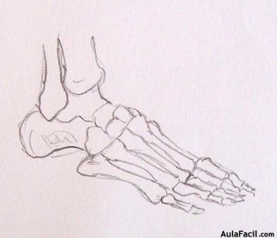 🥇▷【 El esqueleto XXI - Dibujo Anatomía 】