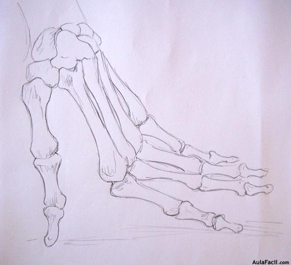 Dibujo Anatomía