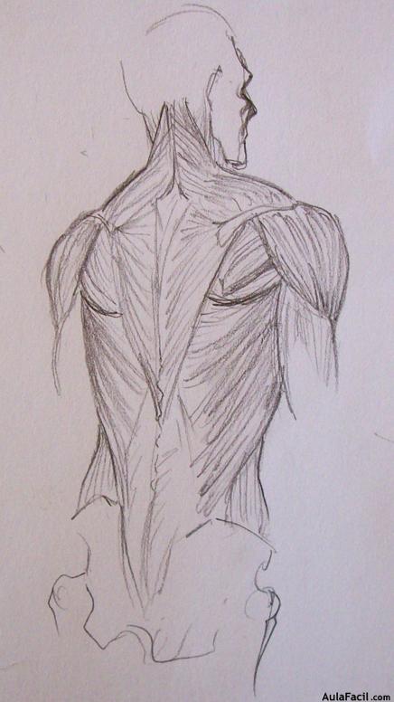 Dibujo Anatomía