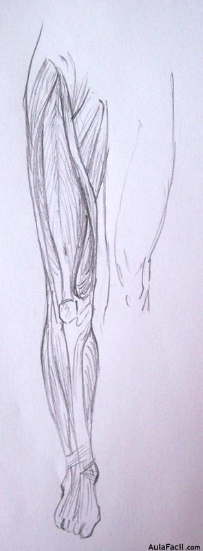 Dibujo Anatomía