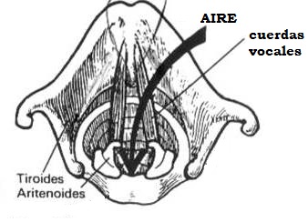 nuez de adán