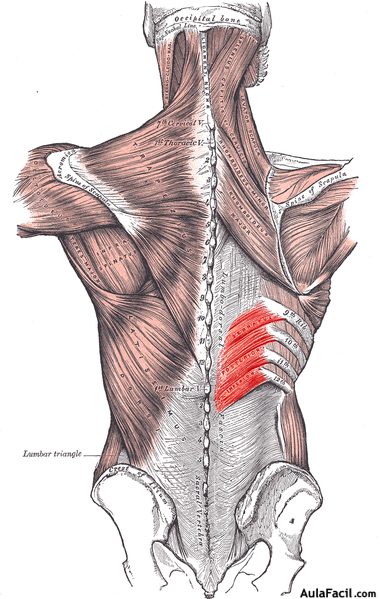 intercostales