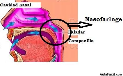 nasofaringe