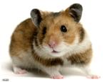 Hamster