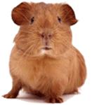 Guinea pig