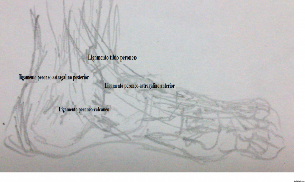 Ligamentos del tobillo