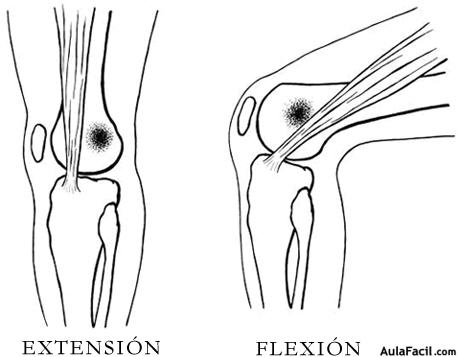 Extensión y flexión de rodilla