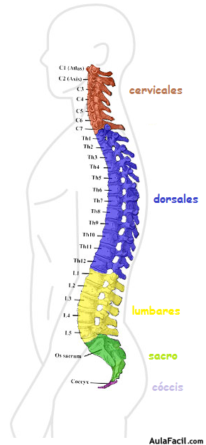 Espalda