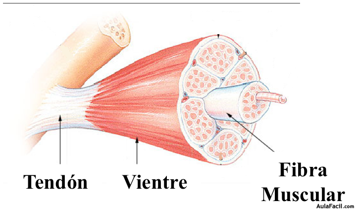 Tendón, Vientre y Fibra muscular