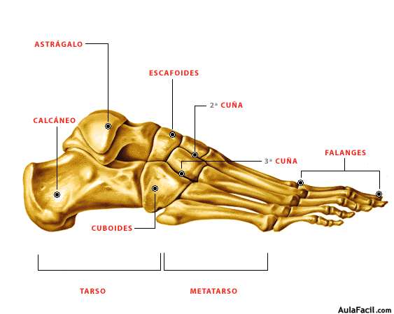 Esquema del pie