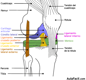 Rodilla