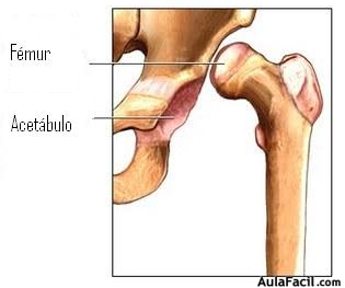 Fémur y Acetábulo