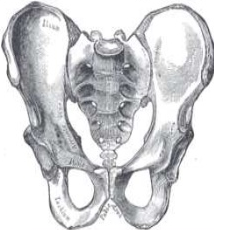 Estructura pelvis